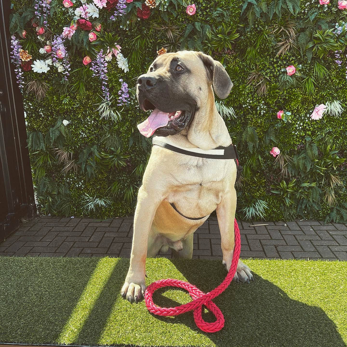 Rupert is registered to the contest to win money with this photo: canidae, carnivore, collar, companion_dog, dog, dog_breed, dog_collar, dog_supply, fawn, flower, garden_hose, grass, gun_dog, leash, pet_supply, plant, snout, sporting_group, tail, working_animal