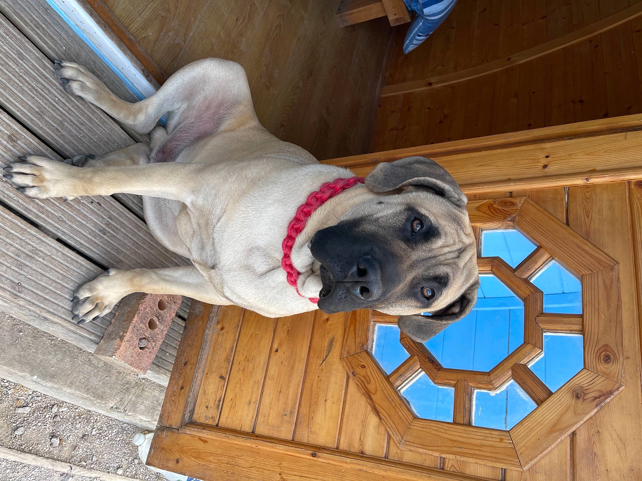 Rupert is registered to the contest to win money with this photo: art, carnivore, collar, companion_dog, dog, dog_breed, dog_collar, fawn, flooring, grey, hardwood, pet_supply, sculpture, snout, sporting_group, statue, tail, window, wood, working_animal