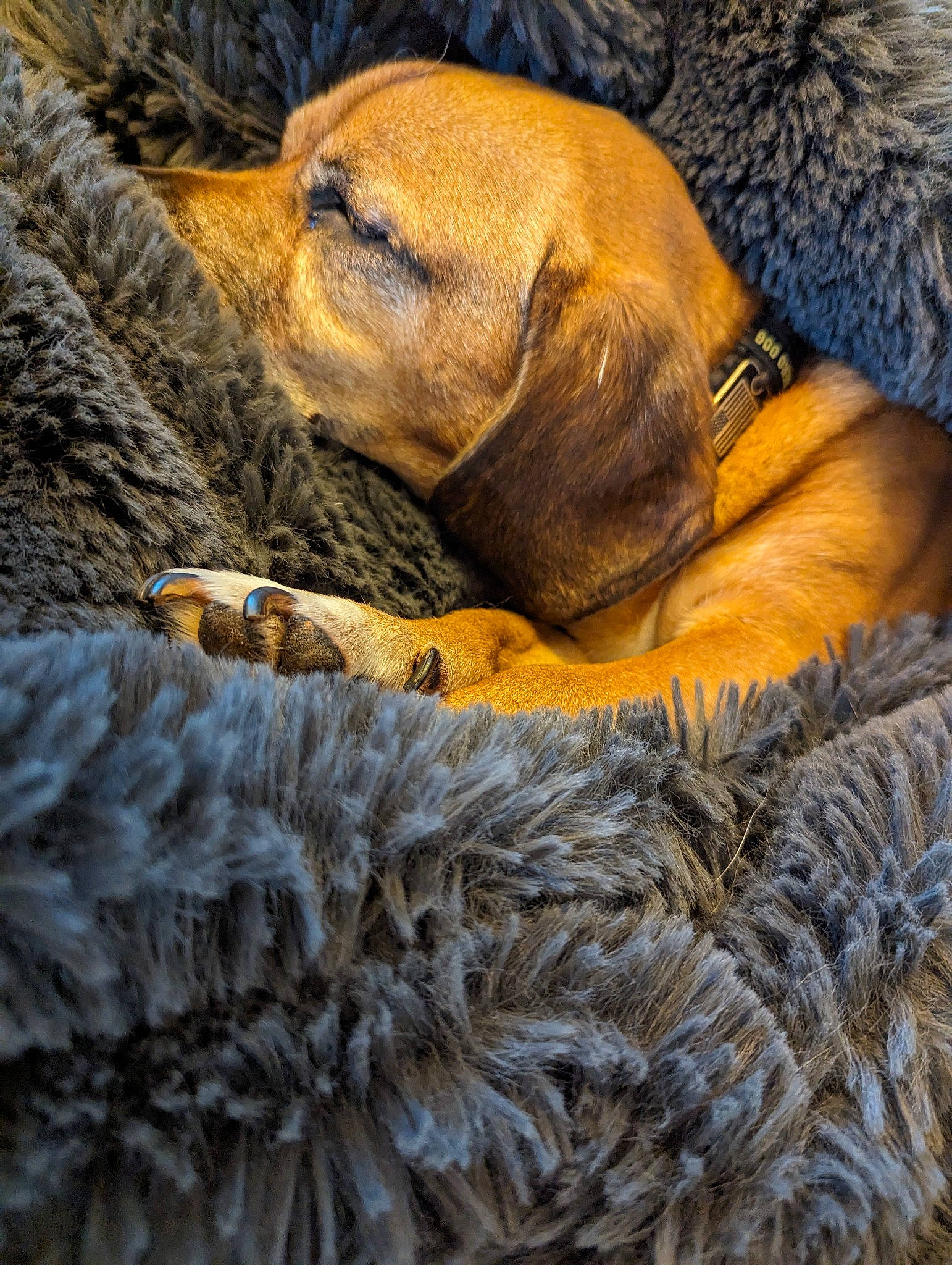 Bean joined the competition — help win amazing prizes! carnivore, comfort, companion_dog, dog, dog_breed, dog_supply, fur, liver, natural_material, pet_supply, scent_hound, sporting_group, terrestrial_animal, working_animal, wrinkle