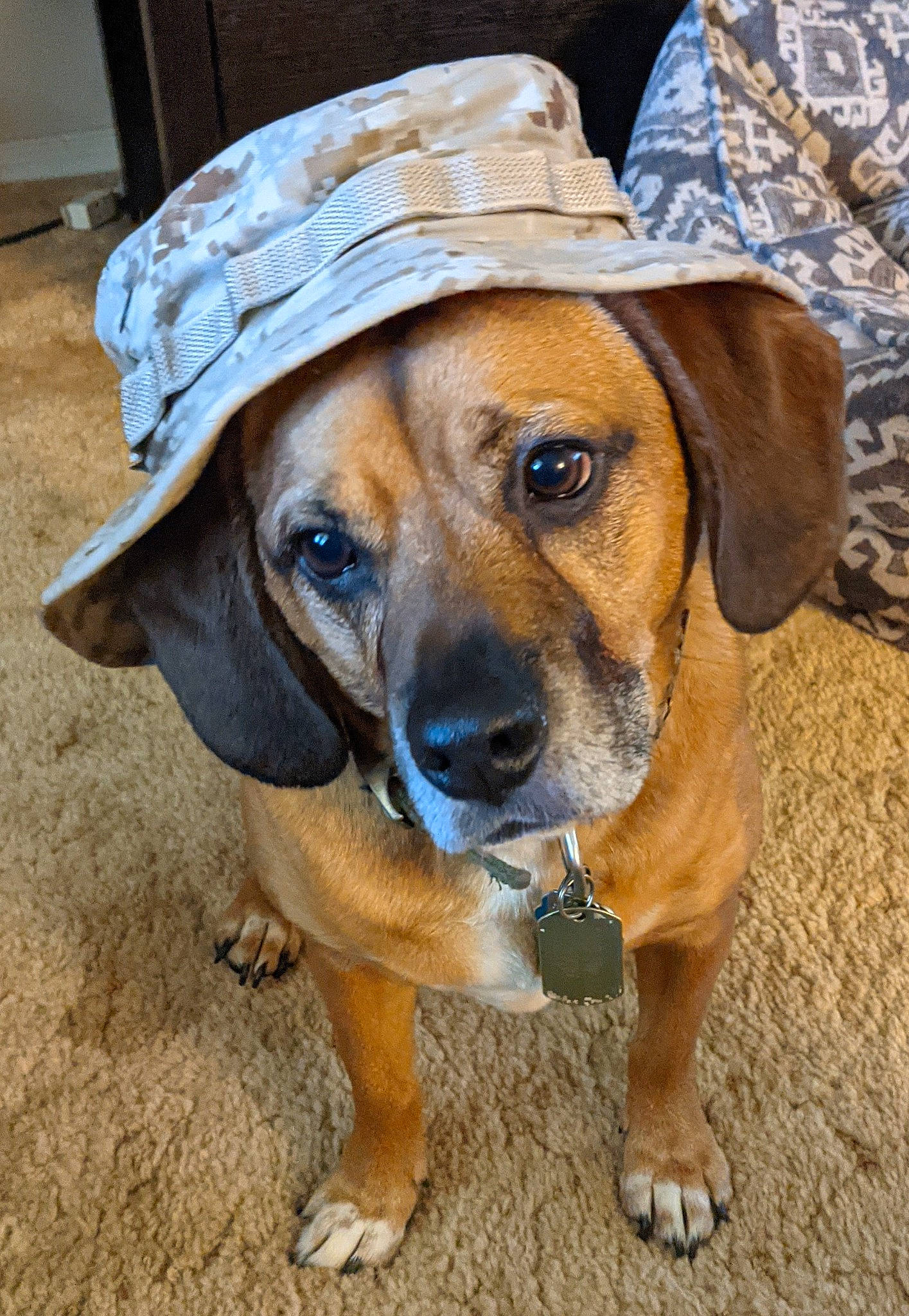 Bean is registered to the contest to win money with this photo: ancient_dog_breeds, canidae, cap, carnivore, companion_dog, dog, dog_breed, fashion_accessory, fawn, fedora, fur, hat, hound, hunting_dog, snout, sporting_group, sun_hat, whiskers, working_animal, working_dog