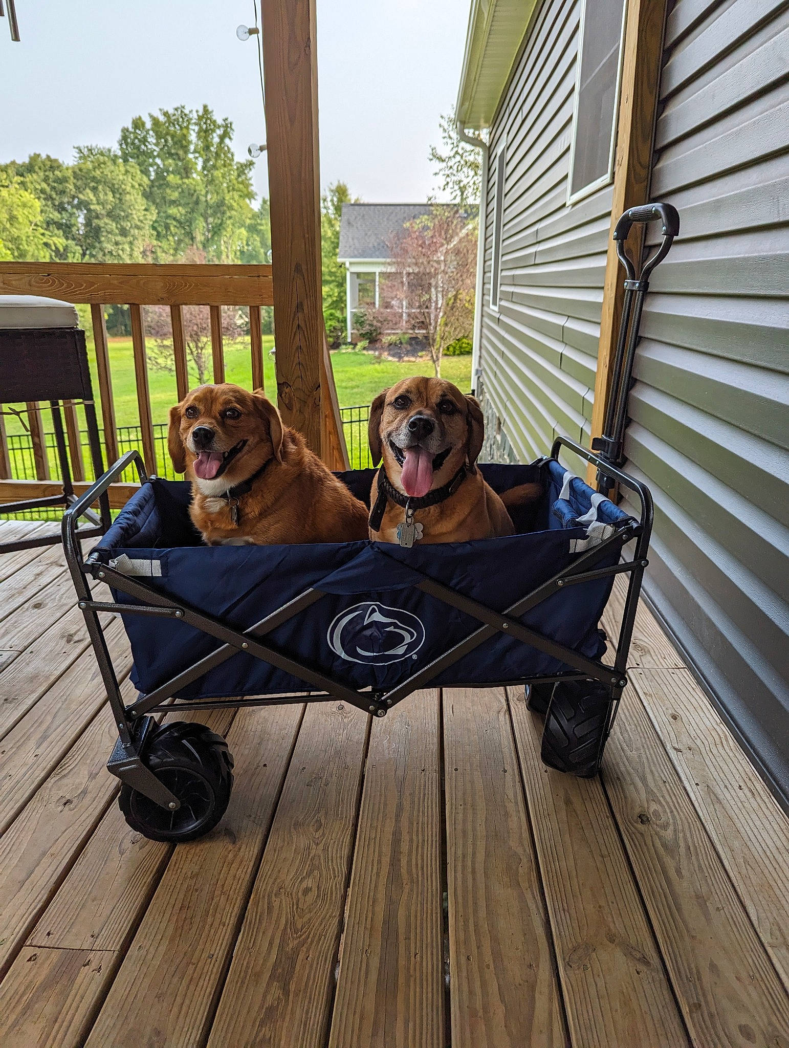 Bean joined the competition — help win amazing prizes! building, carnivore, collar, companion_dog, dog, dog_breed, fawn, hardwood, leisure, outdoor_furniture, porch, recreation, sky, sporting_group, tire, tree, vehicle, wheel, wood, working_animal