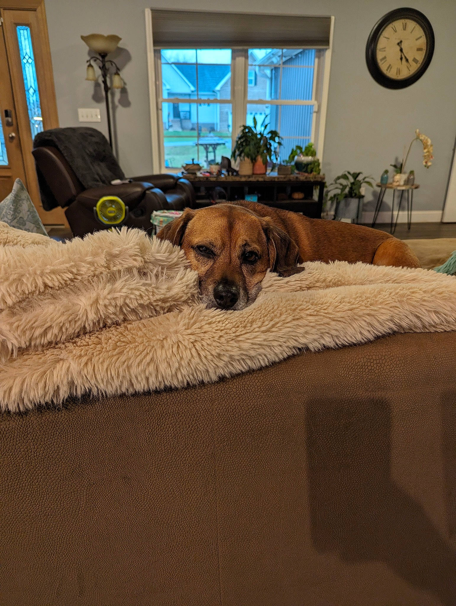 Bean is registered to the contest to win money with this photo: carnivore, chair, clock, comfort, couch, dog, dog_breed, fawn, floor, flooring, furniture, houseplant, interior_design, lighting, living_room, picture_frame, plant, textile, window, wood