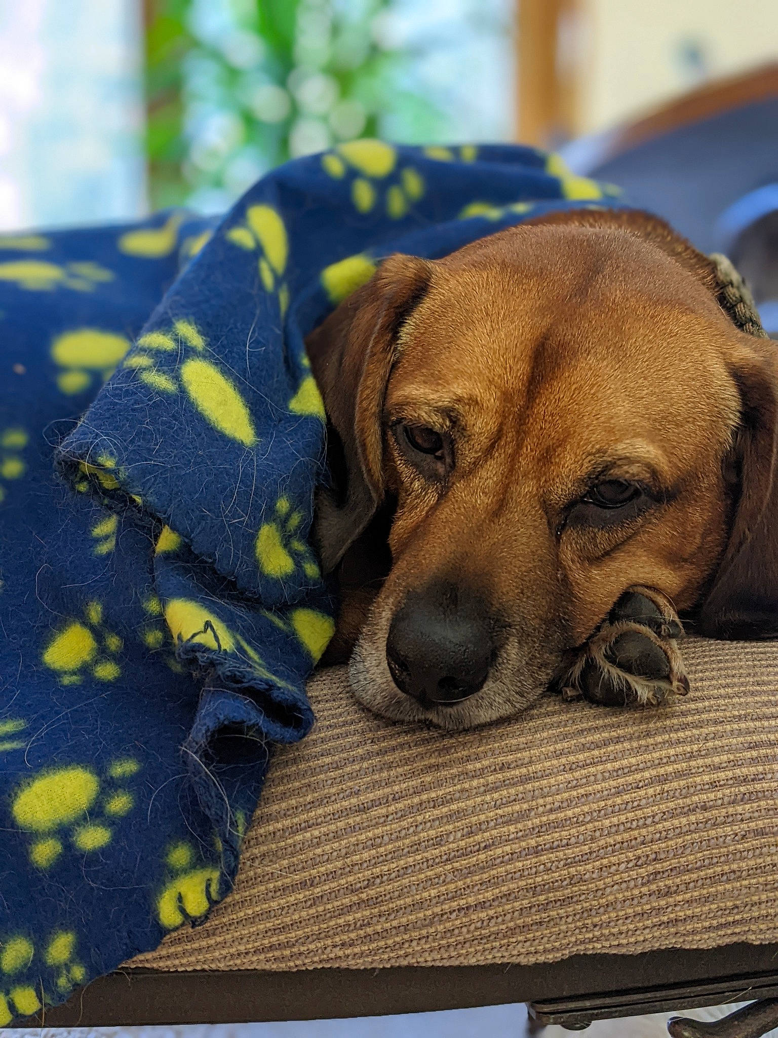 Bean joined the competition — help win amazing prizes! canidae, carnivore, comfort, companion_dog, dog, dog_breed, dog_supply, electric_blue, fawn, flooring, hound, linens, nap, pattern, paw, scent_hound, snout, sporting_group, working_animal