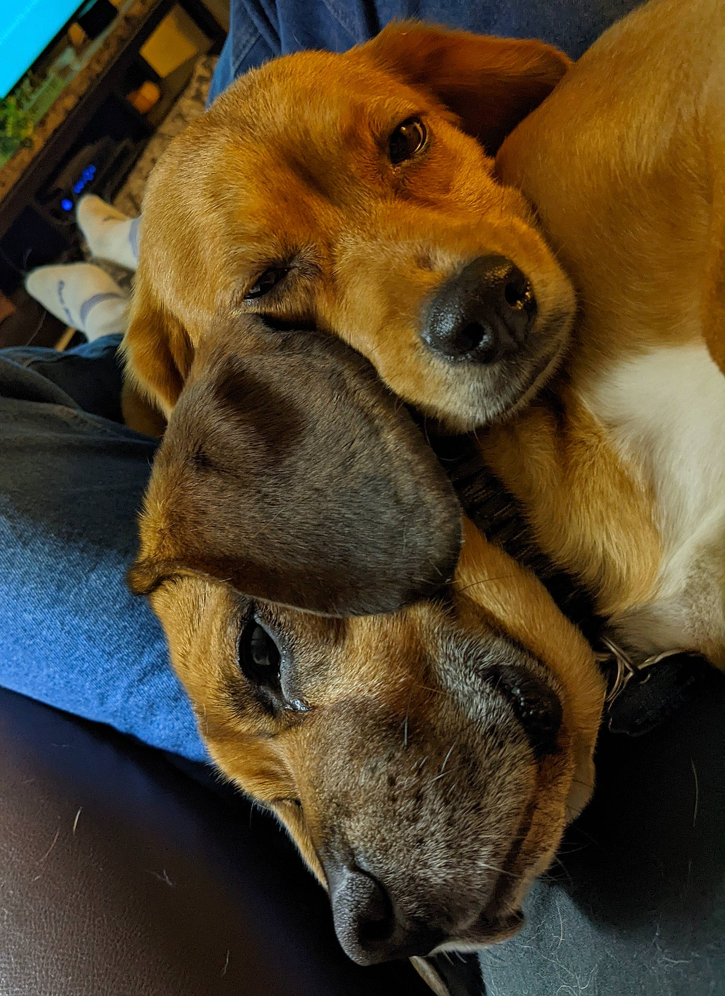 Gage is registered to the contest to win money with this photo: ancient_dog_breeds, canidae, carnivore, collar, comfort, companion_dog, dog, dog_breed, fawn, fur, guard_dog, liver, natural_material, paw, pet_supply, snout, sporting_group, whiskers, working_animal, working_dog