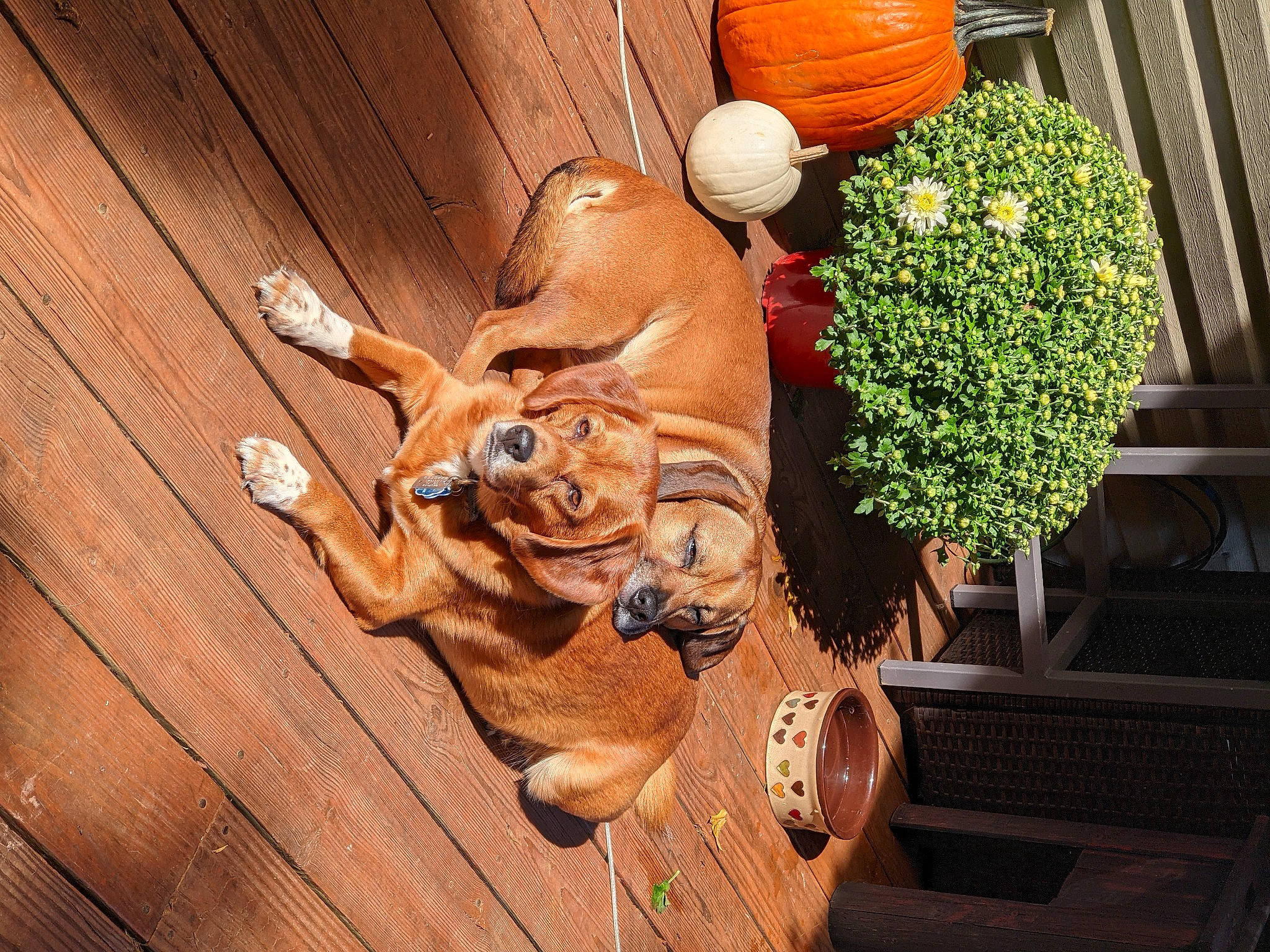 Gage joined the competition — help win amazing prizes! art, brick, calabaza, cucurbita, fawn, flower, flowerpot, gourd, grass, happy, houseplant, lawn_ornament, plant, porch, pumpkin, sculpture, statue, tree, wood, wood_stain