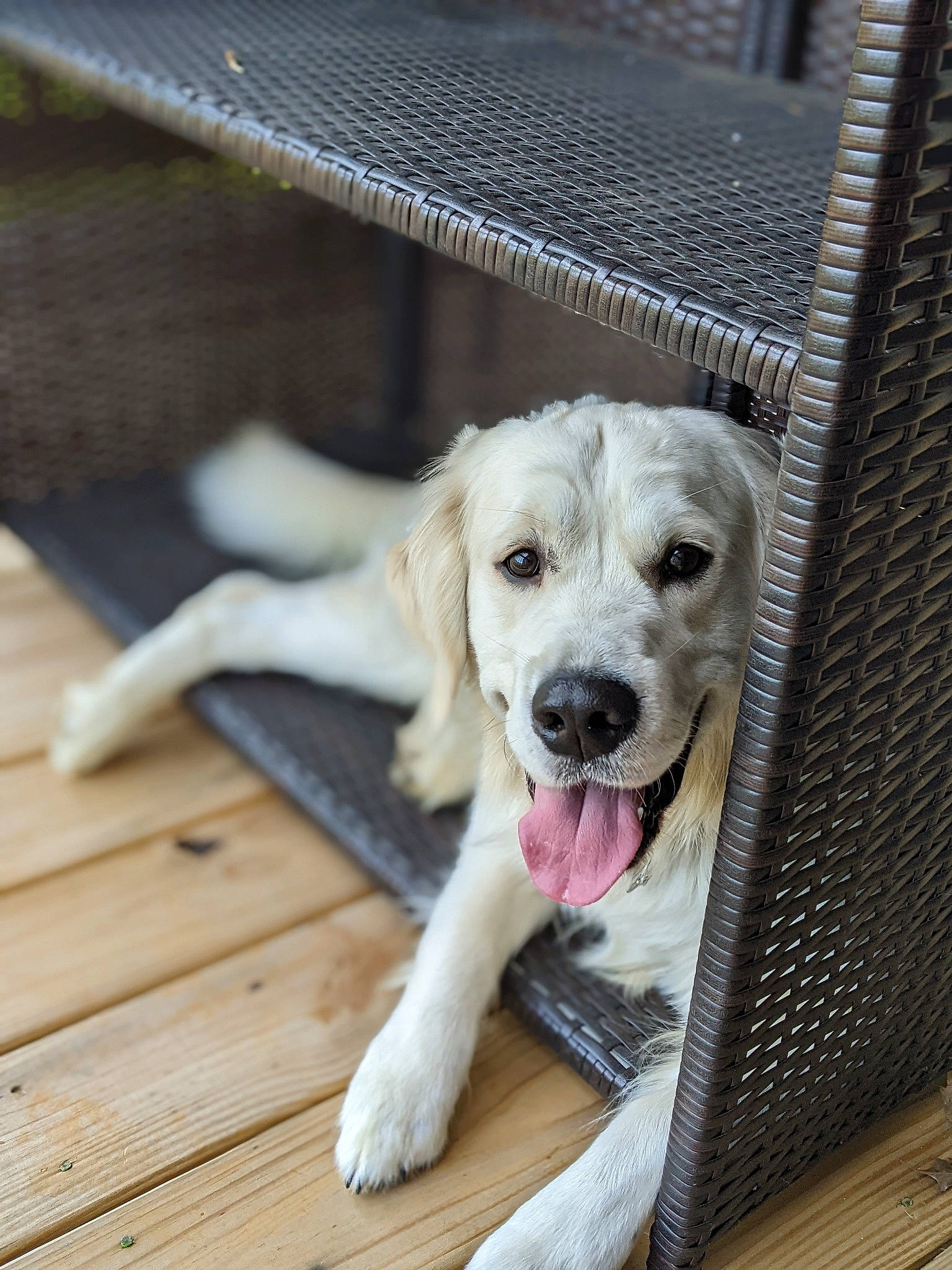 Ryleigh is registered to the contest to win money with this photo: canidae, carnivore, companion_dog, dog, dog_breed, fawn, flooring, fur, hardwood, metal, pet_supply, plank, snout, sporting_group, vehicle, whiskers, wood, wood_flooring, wood_stain, working_animal