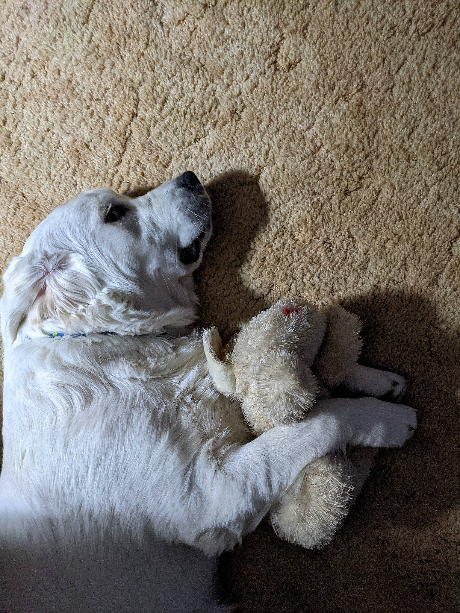 Ryleigh is registered to the contest to win money with this photo: carnivore, claw, comfort, companion_dog, dog, dog_breed, felidae, fur, grey, livestock_guardian_dog, non_sporting_group, paw, puppy, shadow, sporting_group, tail, terrestrial_animal, working_animal
