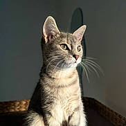 Caline a rejoint le concours — aidez-le/la à gagner de superbes lots ! cat, tabby, pet, animal, feline, sitting, basket, indoor, fur, whiskers, ears, portrait, household, light, shadow, cute, domestic, calm, relaxed, closeup