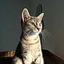 cat, tabby, pet, animal, feline, sitting, basket, indoor, fur, whiskers, ears, portrait, household, light, shadow, cute, domestic, calm, relaxed, closeup