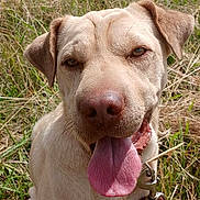Bella participe au concours pour gagner de l'argent avec cette photo : dog, tongue_out, close_up, grass, outdoor, leash, collar, happy, pet, portrait, mammal, snout, ears, tan_fur, panting, sitting, nature, animal, cute, friendly