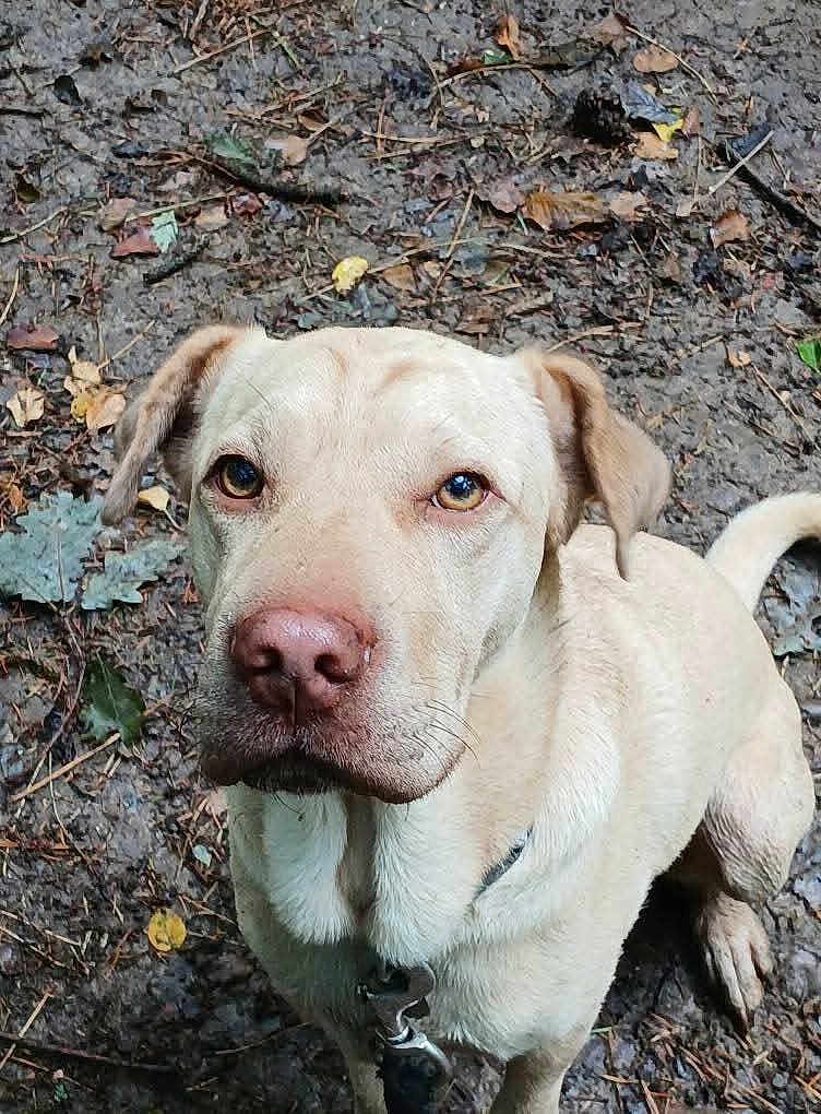 Bella participe au concours pour gagner de l'argent avec cette photo : dog, labrador, pet, brown_eyes, nose, collar, leash, sitting, outdoor, dirt, leaves, forest_floor, wet_fur, portrait, close_up, attentive, mammal, domestic_animal, paws, floppy_ears
