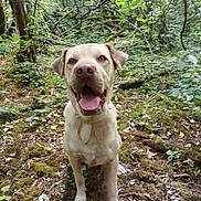 Bella participe au concours pour gagner de l'argent avec cette photo : canine, close_up, dog, ears, eyes, forest, greenery, happy, leaf_litter, moss, muddy_paws, nature, nose, outdoor, pet, portrait, sitting, tongue_out, trail, trees