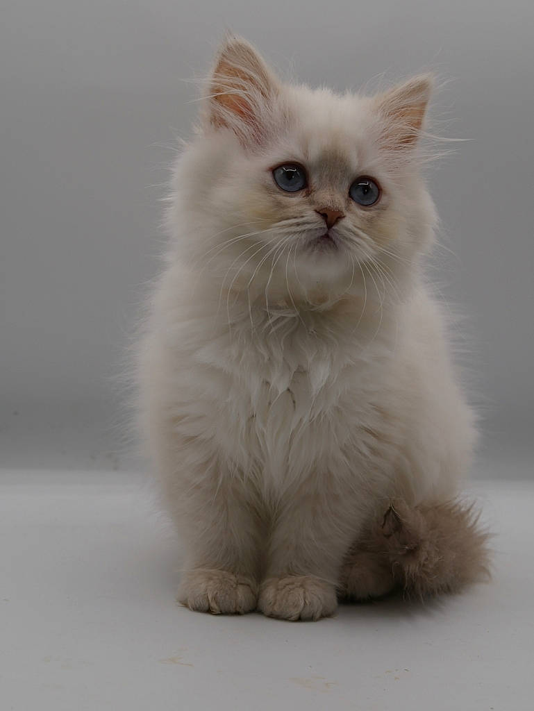 Uky participe au concours pour gagner de l'argent avec cette photo : birman, british_longhair, carnivore, cat, claw, felidae, fur, paw, sitting, small_to_medium_sized_cats, snout, tail, terrestrial_animal, whiskers, window