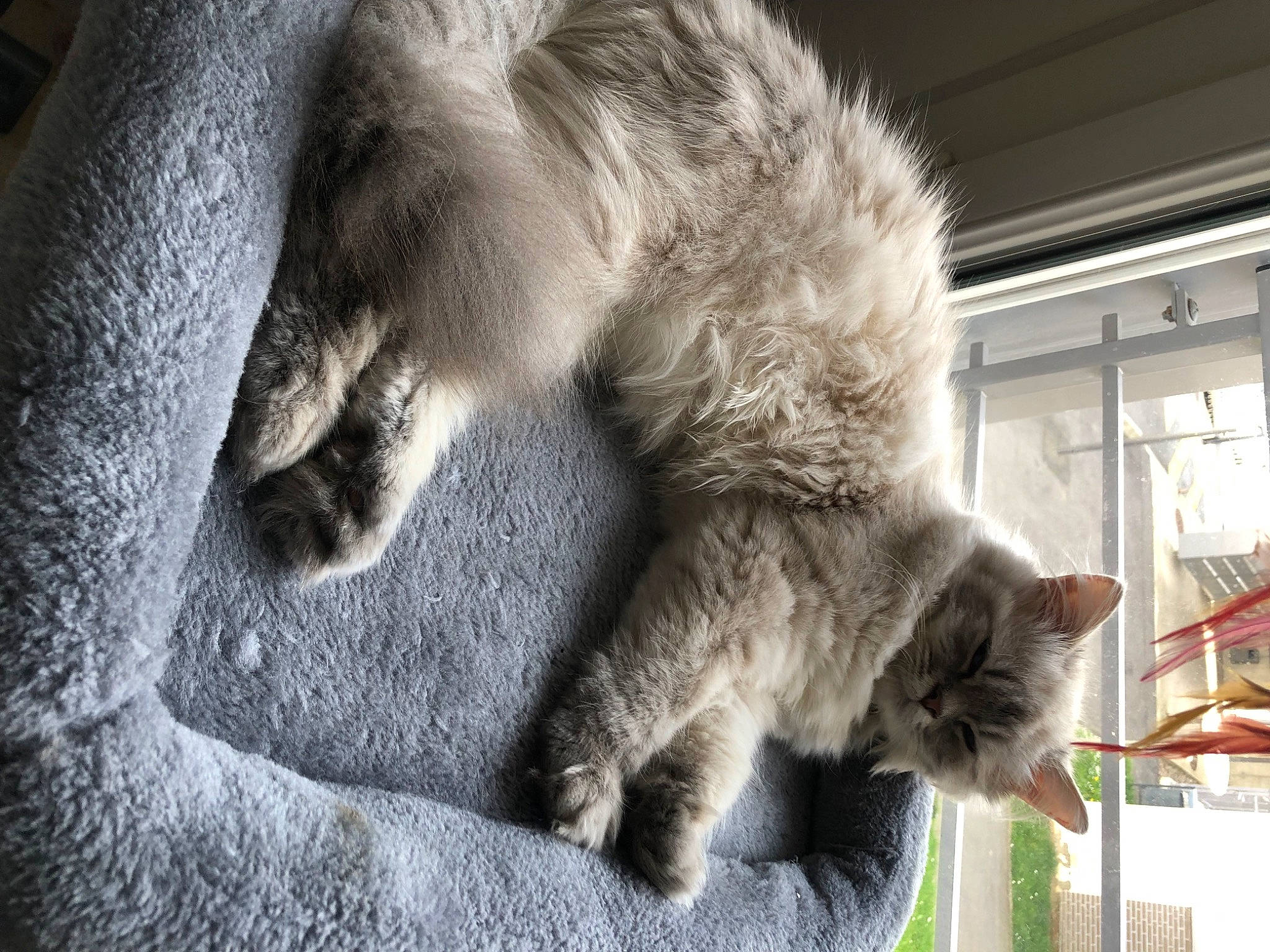 Uky participe au concours pour gagner de l'argent avec cette photo : british_longhair, carnivore, cat, claw, comfort, domestic_short_haired_cat, felidae, fur, grey, nap, paw, sleep, small_to_medium_sized_cats, tail, terrestrial_animal, whiskers, window