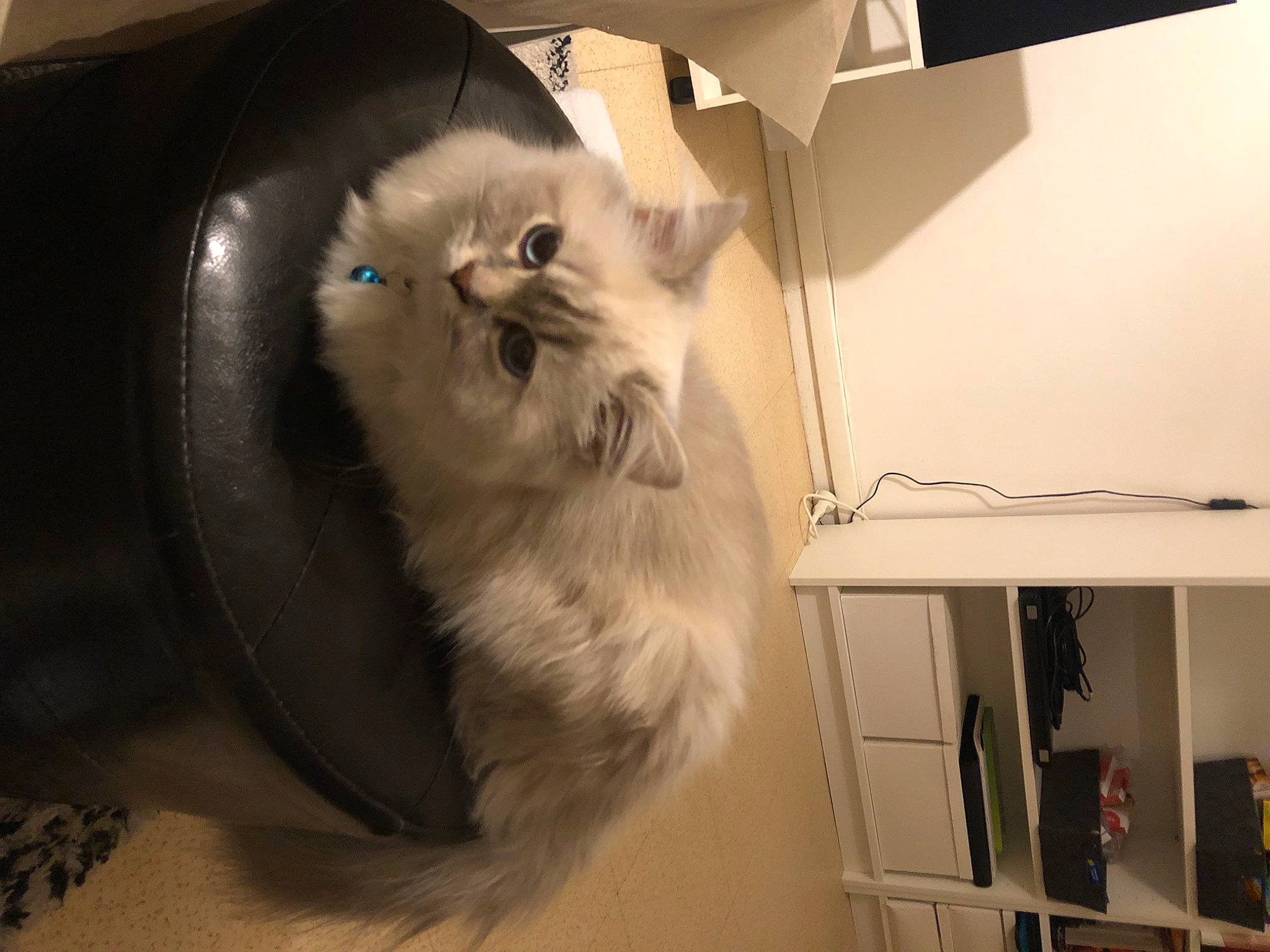 Uky participe au concours pour gagner de l'argent avec cette photo : bookcase, box, cabinetry, cardboard, carnivore, carton, cat, comfort, cupboard, felidae, fur, hardwood, packaging_and_labeling, room, shelf, shelving, shipping_box, small_to_medium_sized_cats, tail, whiskers