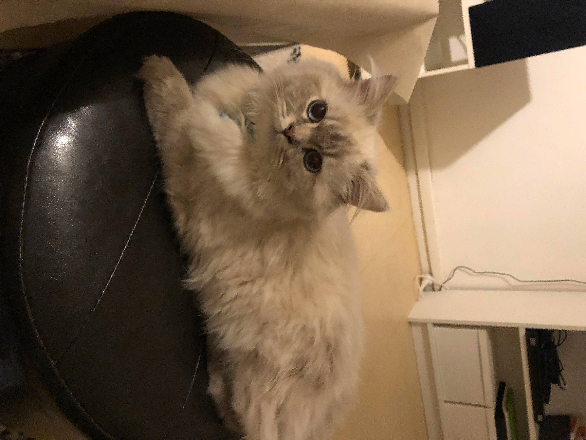 Uky participe au concours pour gagner de l'argent avec cette photo : box, carnivore, cat, comfort, domestic_short_haired_cat, felidae, fur, paw, room, small_to_medium_sized_cats, snout, tail, whiskers