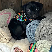 Ruby Jane joined the competition — help win amazing prizes! puppy, dog, black_dog, bandana, colorful, space_theme, towels, rolled_towels, stack, wooden_background, indoor, cute, pet, animal, small_dog, curious, sitting, fur, portrait, cozy