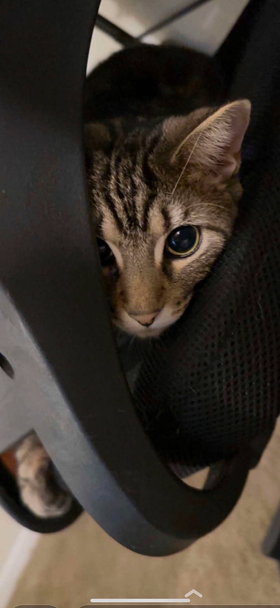 Norman joined the competition — help win amazing prizes! carnivore, cat, domestic_short_haired_cat, door, felidae, fur, grey, metal, small_to_medium_sized_cats, snout, terrestrial_animal, whiskers, wildlife, window