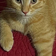 Buttercup is registered to the contest to win money with this photo: cat, orange_tabby, pet, feline, close_up, whiskers, ears, fur, paw, relaxed, indoor, texture, red_background, animal, cute, alert, portrait, young_cat, resting, domestic_cat