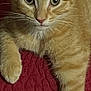 cat, orange_tabby, pet, feline, close_up, whiskers, ears, fur, paw, relaxed, indoor, texture, red_background, animal, cute, alert, portrait, young_cat, resting, domestic_cat