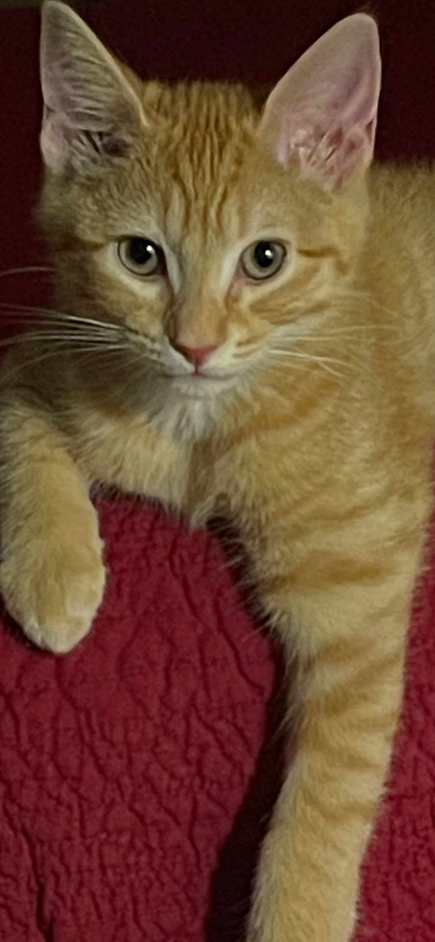 Buttercup