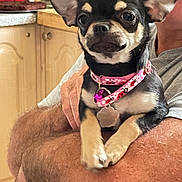 Abby a rejoint le concours — aidez-le/la à gagner de superbes lots ! animal, arm, bell, black_and_tan, cabinet, chihuahua, close_up, collar, cute, dog, domestic_animal, furniture, holding, indoor, kitchen, person, pet, portrait, small_dog, wooden_cabinet