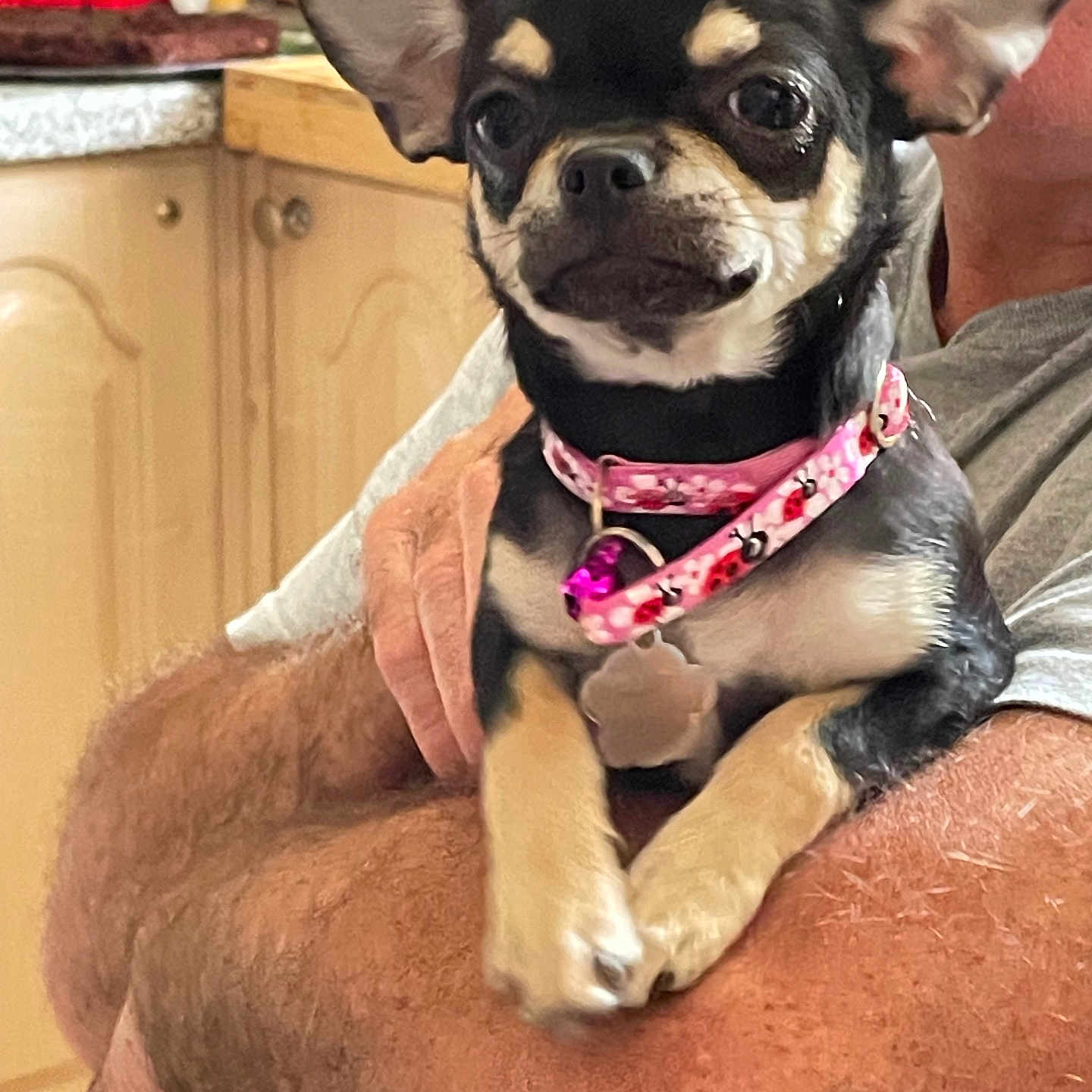 Abby a rejoint le concours — aidez-le/la à gagner de superbes lots ! animal, arm, bell, black_and_tan, cabinet, chihuahua, close_up, collar, cute, dog, domestic_animal, furniture, holding, indoor, kitchen, person, pet, portrait, small_dog, wooden_cabinet