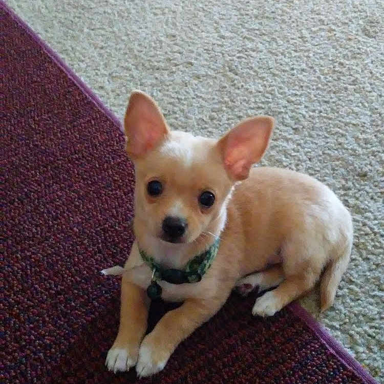 Coco is registered to the contest to win money with this photo: animal, beige, brown, carpet, collar, cute, dog, domestic_animal, ears, floor, home, indoor, looking_at_camera, lying_down, pet, puppy, small_dog, tan_dog, texture, young_dog