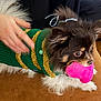 animal, brown_fur, couch, cozy, cute, dog, domestic_animal, fur, gold_stripes, green_sweater, hand, heart_shaped, indoor, pet, pink_toy, playful, small_dog, sweater, toy, white_fur