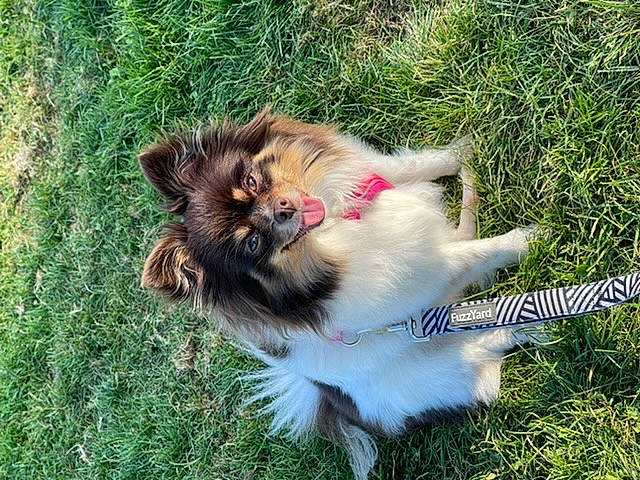 Gertrude joined the competition — help win amazing prizes! canidae, carnivore, collar, collie, companion_dog, dog, dog_breed, fawn, felidae, german_spitz, german_spitz_klein, german_spitz_mittel, grass, herding_dog, rough_collie, scotch_collie, shetland_sheepdog, small_to_medium_sized_cats, tail, whiskers