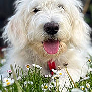 Maurice participe au concours pour gagner de l'argent avec cette photo : dog, white_dog, fluffy, shaggy, happy, smiling, open_mouth, tongue, portrait, close_up, outdoor, garden, meadow, flowers, daisies, grass, nature, pet, animal, daylight