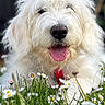 dog, white_dog, fluffy, shaggy, happy, smiling, open_mouth, tongue, portrait, close_up, outdoor, garden, meadow, flowers, daisies, grass, nature, pet, animal, daylight