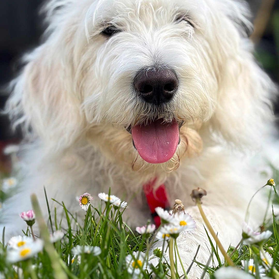 Maurice participe au concours pour gagner de l'argent avec cette photo : dog, white_dog, fluffy, shaggy, happy, smiling, open_mouth, tongue, portrait, close_up, outdoor, garden, meadow, flowers, daisies, grass, nature, pet, animal, daylight