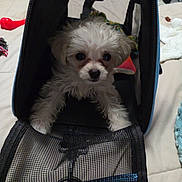 Honeydew joined the competition — help win amazing prizes! animal, bed, cage, container, curious, cute, dog, fur, indoor, looking, mesh, pet_carrier, puppy, resting, small_dog, soft, toy, white_fur, young, zipper