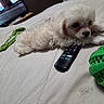 Honeydew is registered to the contest to win money with this photo: animal, bed, blanket, cozy, cute, dog, fluffy, household, indoor, living_room, lying_down, pet, puppy, relaxed, remote_control, resting, small_dog, television, toy, white