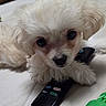 Honeydew joined the competition — help win amazing prizes! adorable, animal, bed, black_nose, close_up, cute, dark_eyes, dog, ears, fur, indoor, looking_at_camera, lying_down, pet, puppy, remote_control, small_dog, soft_texture, toy, white_fur