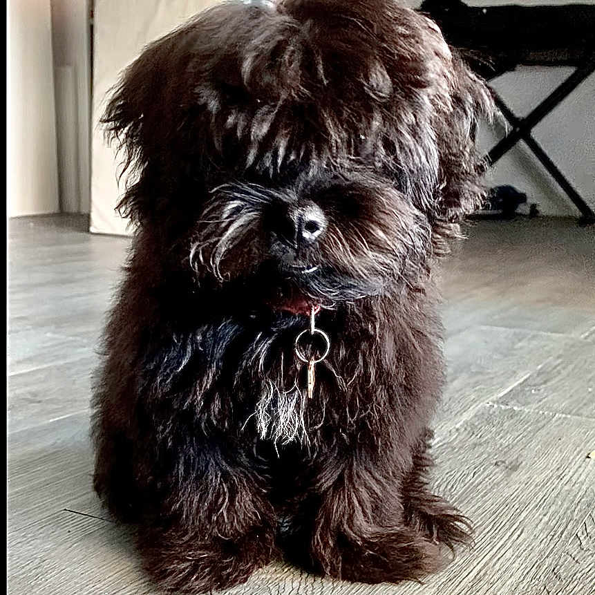 Choupette participe au concours pour gagner de l'argent avec cette photo : adorable, animal, black_dog, collar, companion, cute, dog, domestic, fluffy, friend, fur, house, indoor, key, mammal, pet, shaggy_coat, sitting, small_dog, wooden_floor