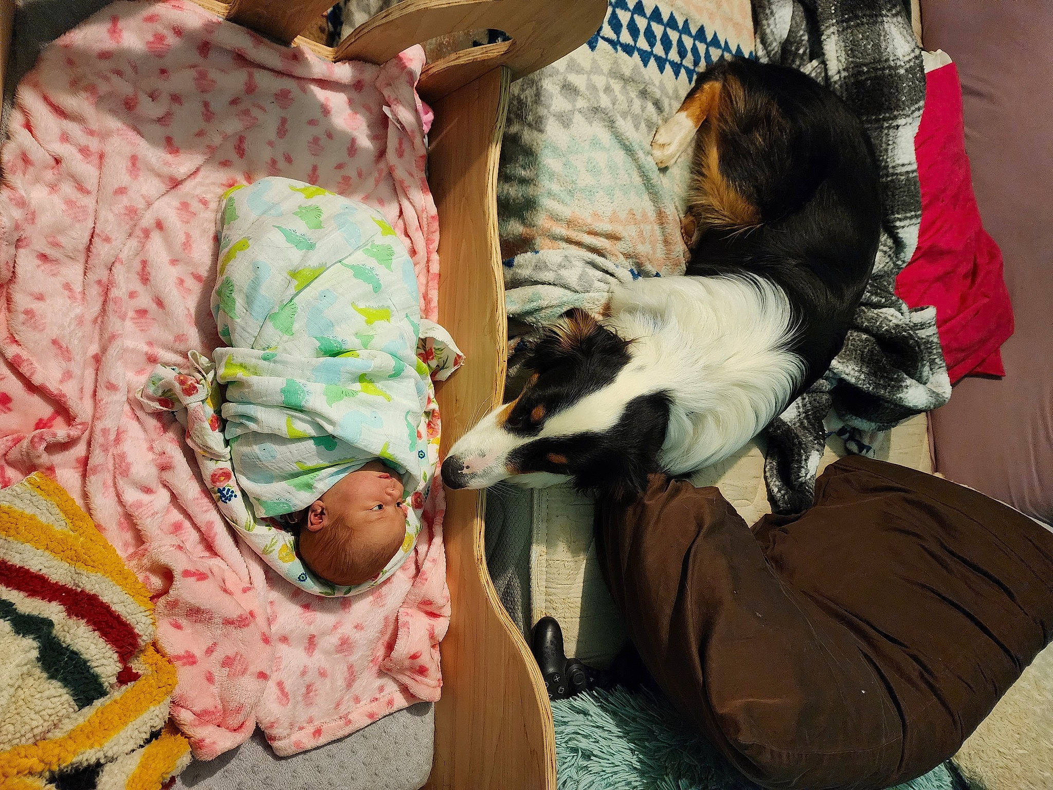 Wally joined the competition — help win amazing prizes! baby, baby_products, baby_toddler_clothing, bag, bed, child, comfort, companion_dog, dog, dog_breed, felidae, fun, fur, linens, nap, pattern, play, room, small_to_medium_sized_cats, toddler