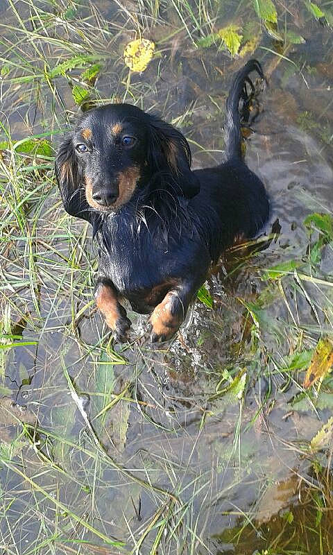 Doria a rejoint le concours — aidez-le/la à gagner de superbes lots ! canidae, carnivore, companion_dog, dog, dog_breed, grass, hunting_dog, liver, plant, snout, sporting_group, terrestrial_animal, working_animal, working_dog