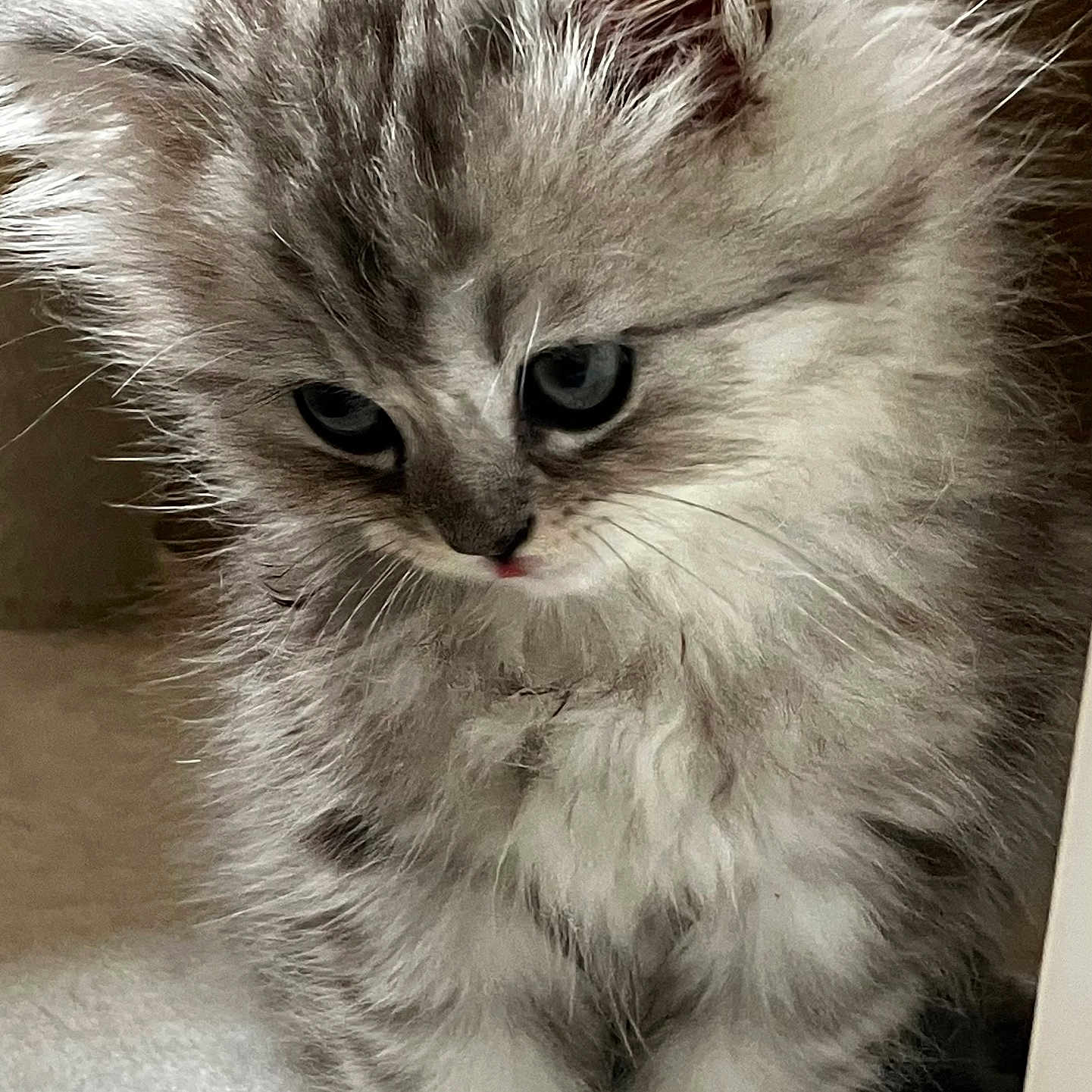 Teemo