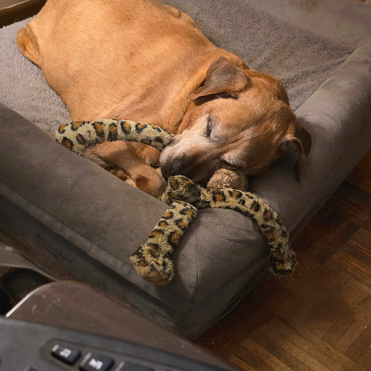 Dixie joined the competition — help win amazing prizes! animal, canine, computer, computerhardware, computerkeyboard, couch, dog, dogbed, electronics, furniture, hardware, hound, labradorretriever, laptop, panther, pc, person, pet, puppy, sleeping