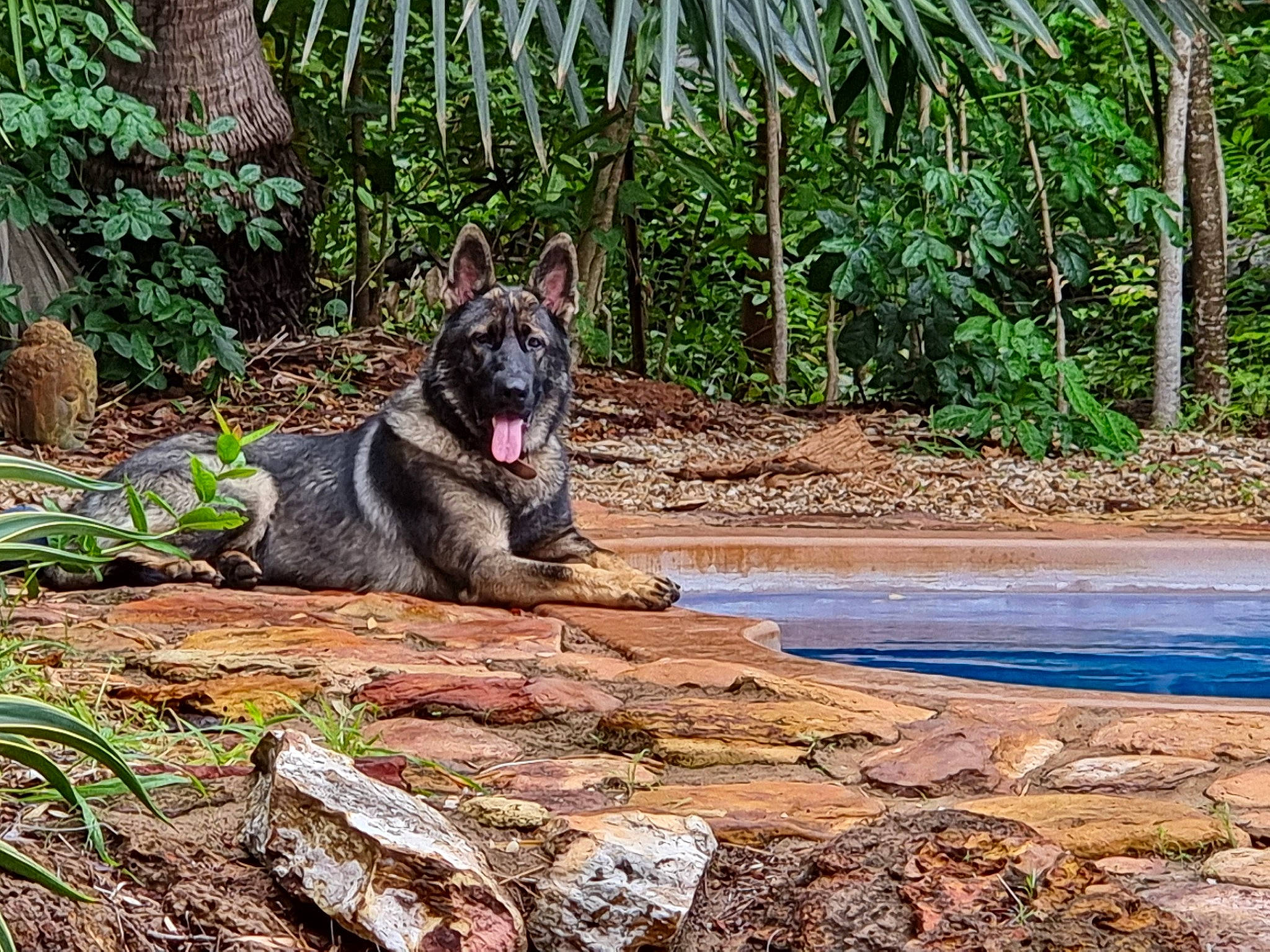 Jaxs is registered to the contest to win money with this photo: canidae, carnivore, dog, dog_breed, fawn, felidae, forest, grass, palm_tree, plant, snout, sporting_group, tail, terrestrial_animal, tree, trunk, water, wildlife, wolf, working_animal