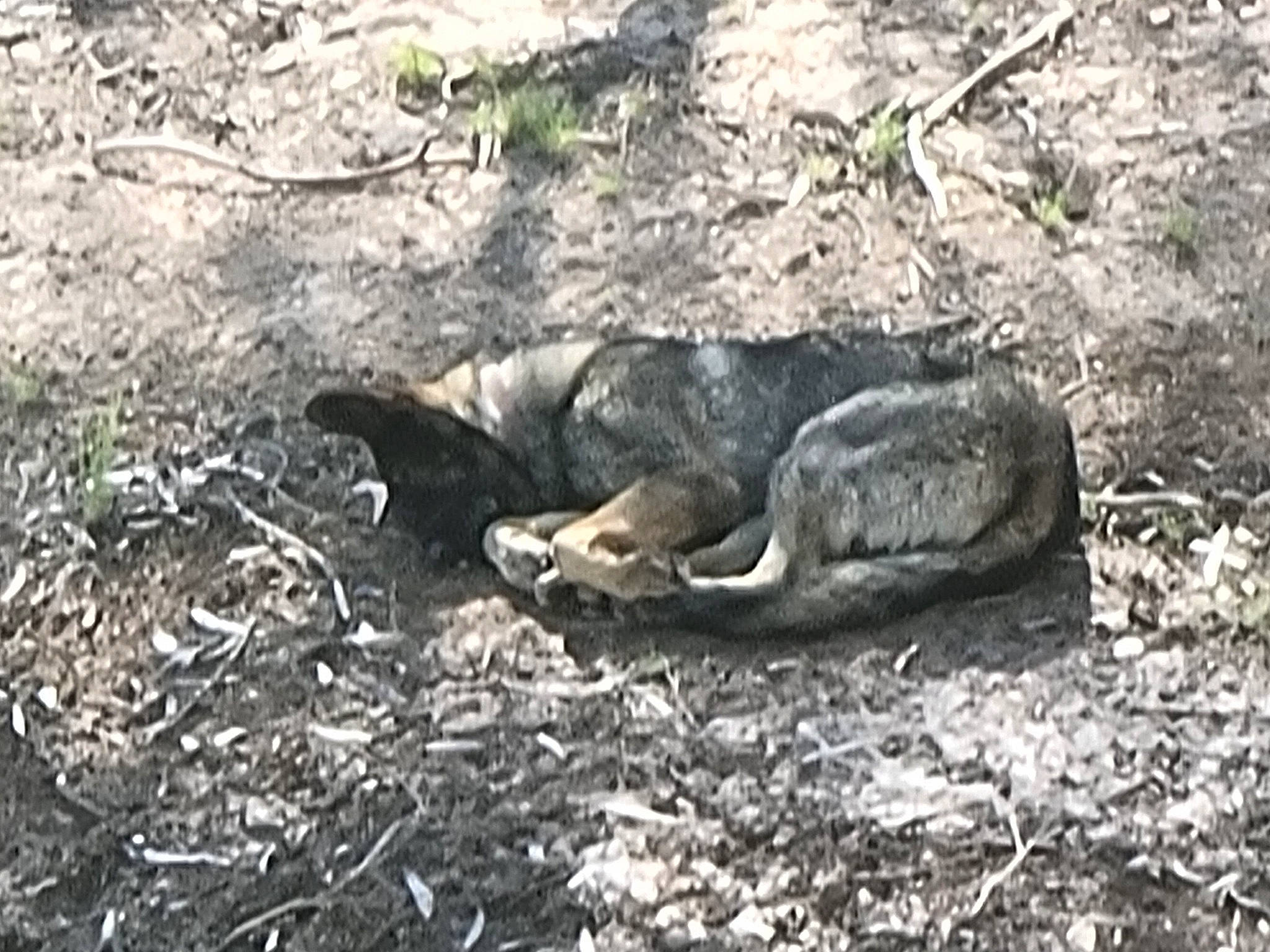 Jaxs joined the competition — help win amazing prizes! amphibian, bedrock, forest, grass, jungle, monochrome_photography, natural_landscape, reptile, rock, scaled_reptile, soil, terrestrial_animal, trunk, wildlife, wood, woodland, working_animal