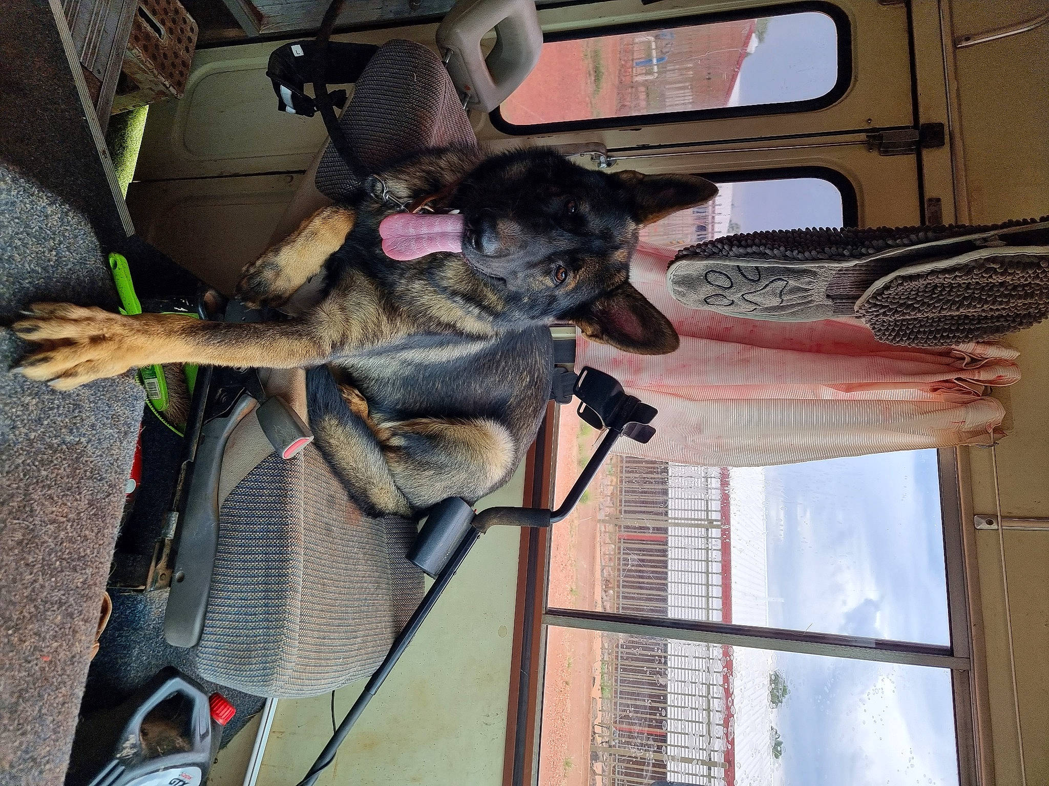 Jaxs is registered to the contest to win money with this photo: auto_part, automotive_exterior, collar, dog, dog_breed, electrical_supply, electrical_wiring, family_car, fawn, fur, guard_dog, snout, tail, tree, vehicle, vehicle_door, window, working_animal