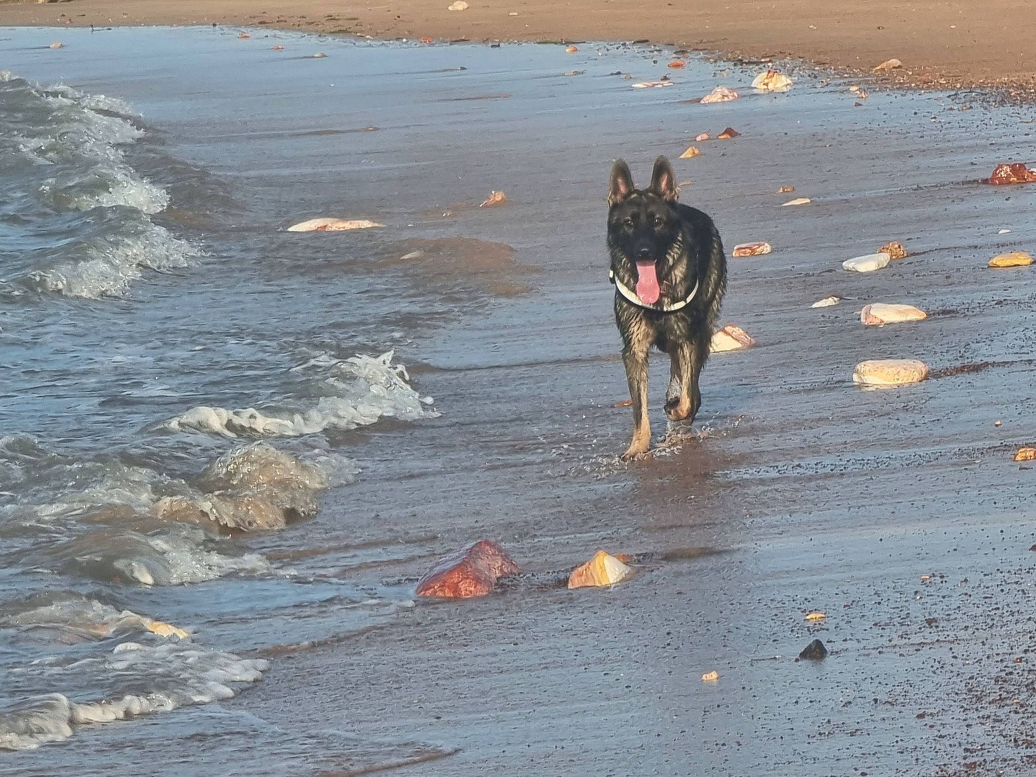 Jaxs is registered to the contest to win money with this photo: asphalt, beach, canidae, carnivore, coast, dog, dog_breed, evening, herding_dog, horizon, landscape, ocean, road_surface, sand, sporting_group, tail, water, wave, wind_wave, working_animal