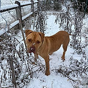 Drako participe au concours pour gagner de l'argent avec cette photo : bare_branches, brown_dog, cold, curious, dog, fence, field, leafless_plants, muzzle, nose_snow, outdoor, path, paws, portrait, rural, snow, standing, trees, winter, wire