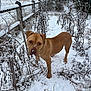 bare_branches, brown_dog, cold, curious, dog, fence, field, leafless_plants, muzzle, nose_snow, outdoor, path, paws, portrait, rural, snow, standing, trees, winter, wire