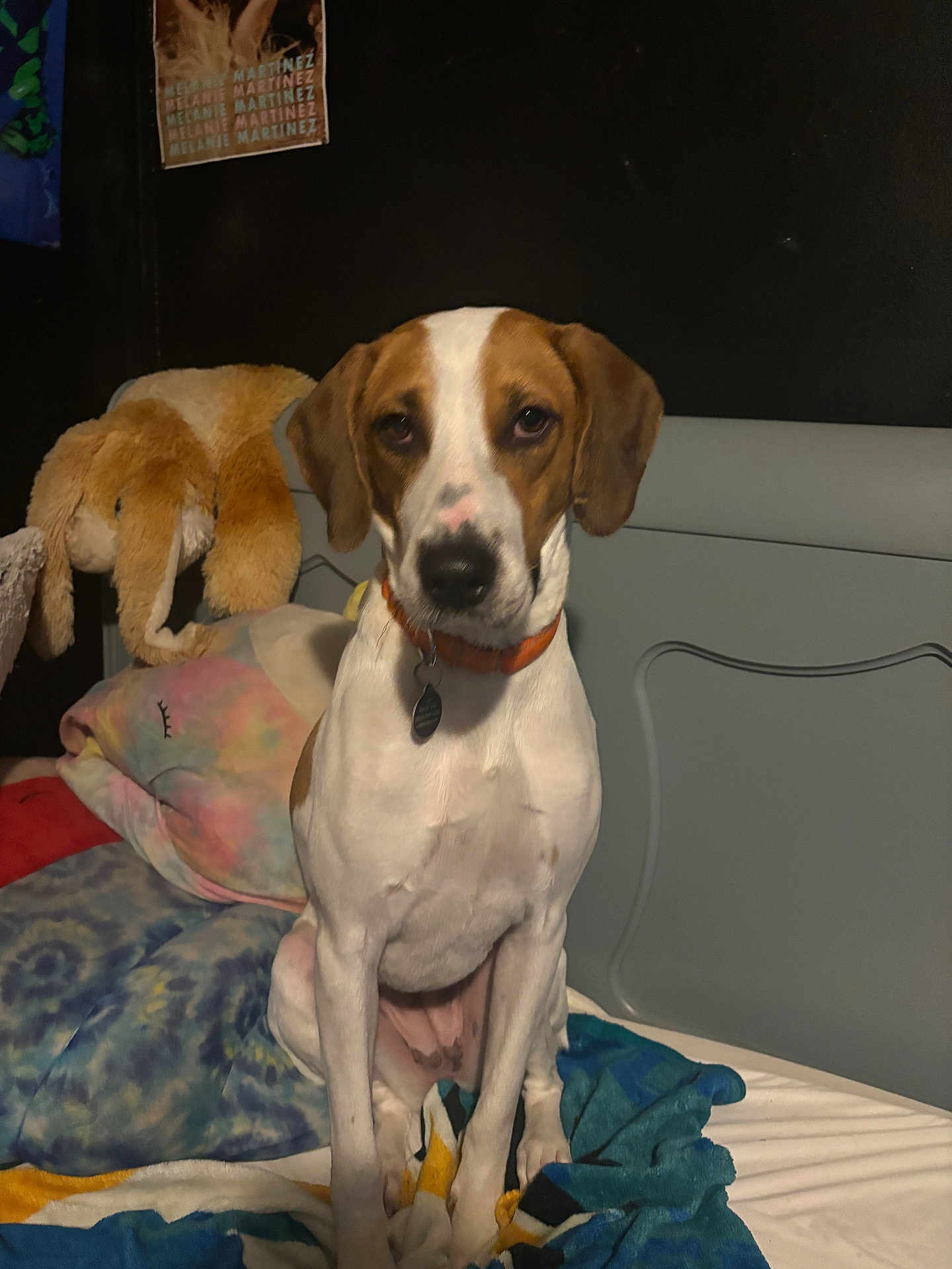 Timber joined the competition — help win amazing prizes! dog, brown_and_white, sitting, bed, blanket, plush_toy, poster, indoor, pet, collar, furniture, headboard, calm, animal, canine, comfort, resting, domestic, cute, fur