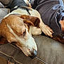 Octavius joined the competition — help win amazing prizes! animal, beagle, black, blanket, brown, closeup, comfort, couch, dog, ears, fur, furniture, home, indoor, nose, pet, relaxed, resting, sleeping, white