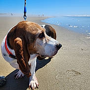 Octavius is registered to the contest to win money with this photo: animal, basset_hound, beach, daylight, dog, ears, leash, mammal, outdoor, paw, pet, sand, sea, shoreline, sky, snout, summer, vacation, walking, water